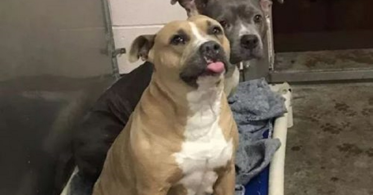 Il cane riesce a trovare casa grazie al suo sorriso smagliante