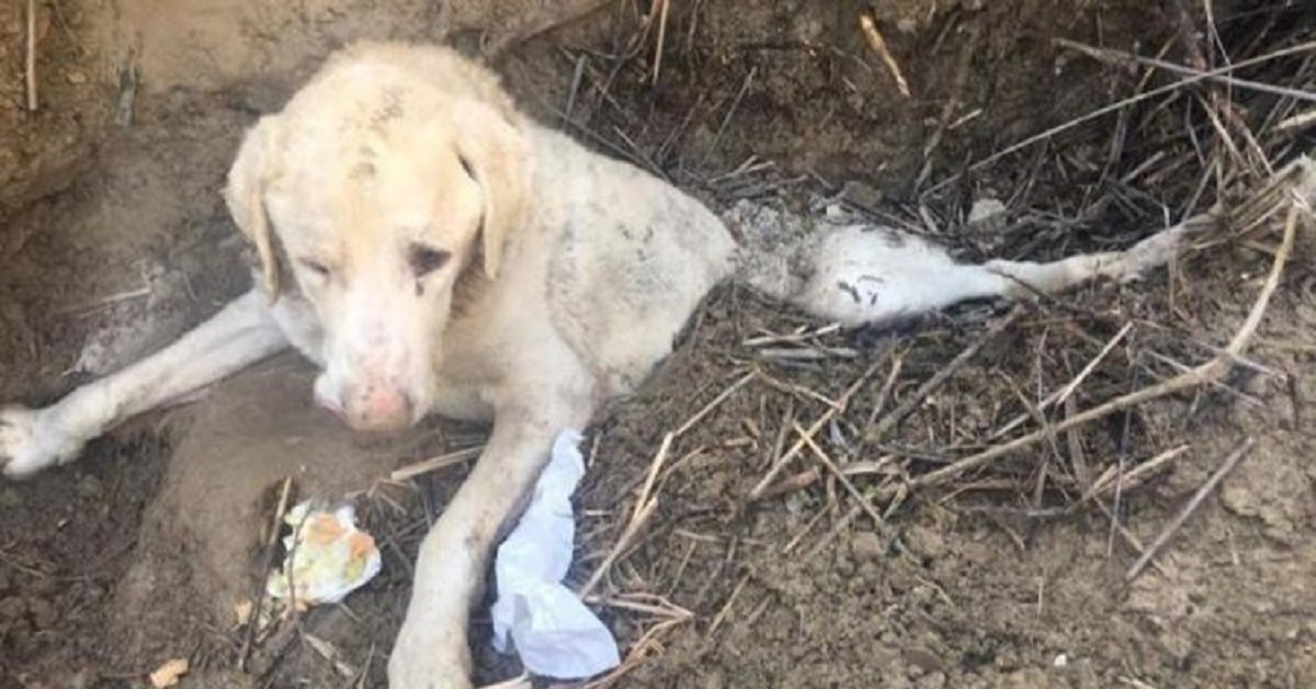 Il cane viene abbandonato in un fosso ma lui lotta per sopravvivere