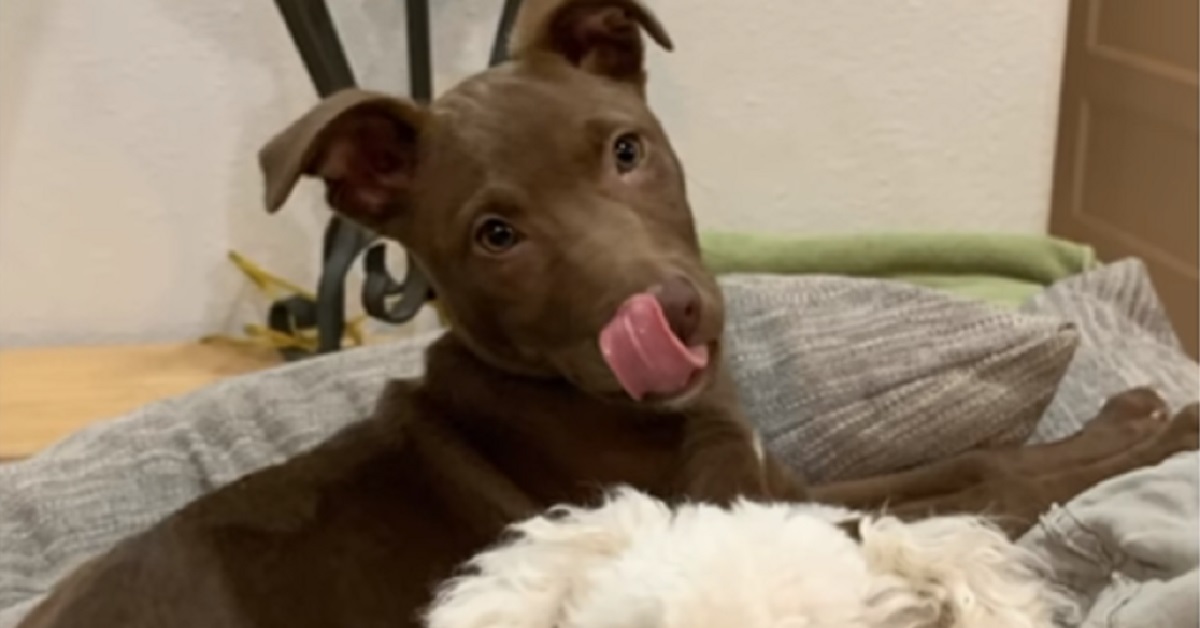 Il cucciolo dal sorriso stampato trova finalmente casa