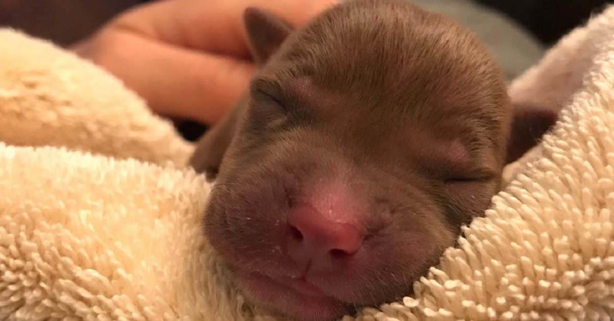 Il cucciolo rischia la vita ma un massaggio cardiaco evita la tragedia