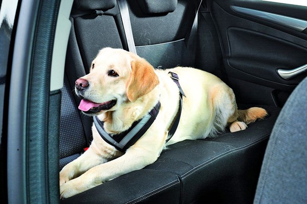 cane guida può viaggiare in auto