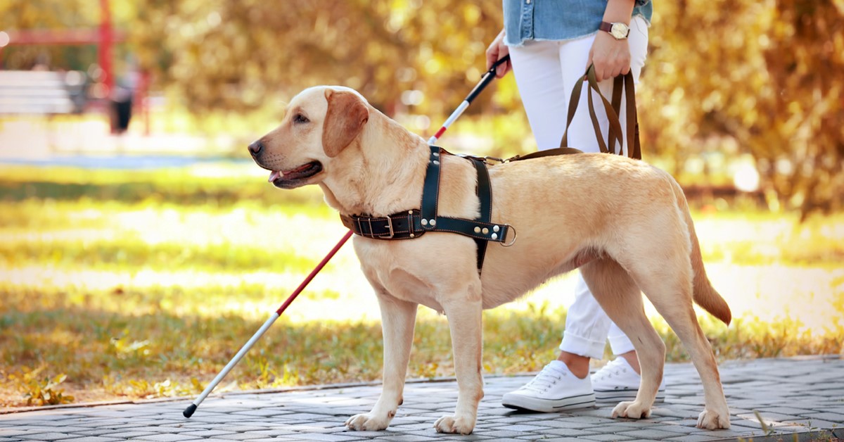 Leggi sui cani guida: tutela e controllo, cosa sapere