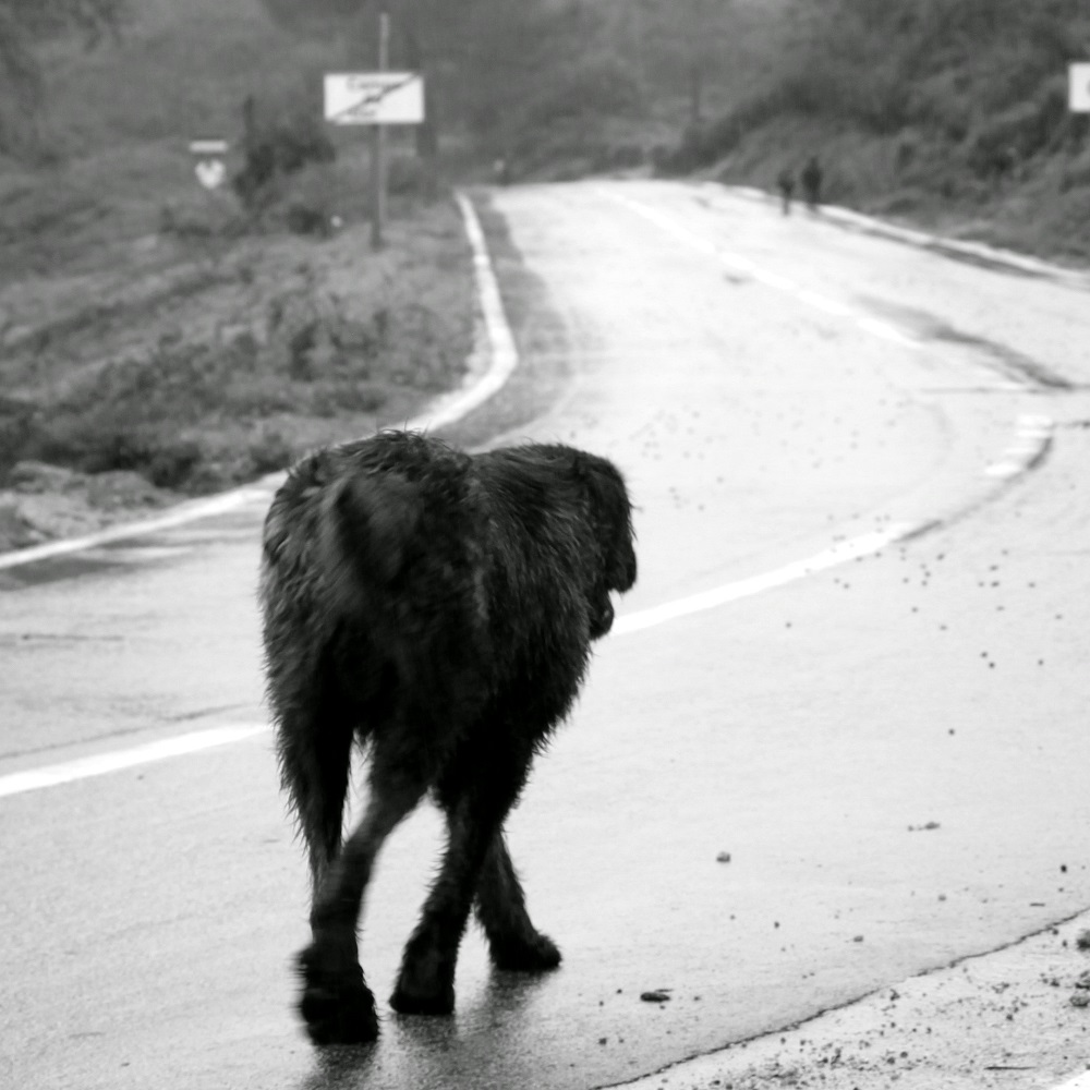 leonel-cane-abbandonato