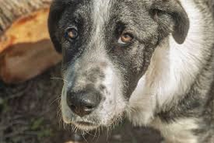 leonel-cane-auto