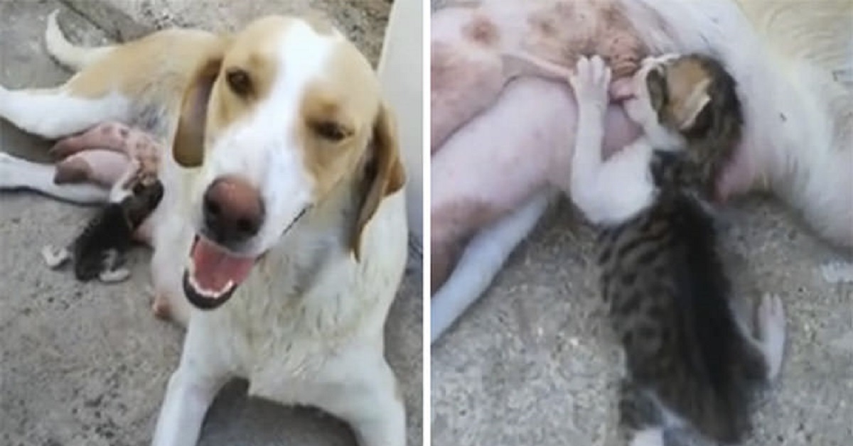 Mamma cane allatta con amore un piccolo gattino indifeso