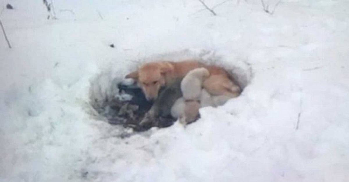 Mamma cane è disposta a tutto pur di proteggere i suoi cuccioli dal freddo
