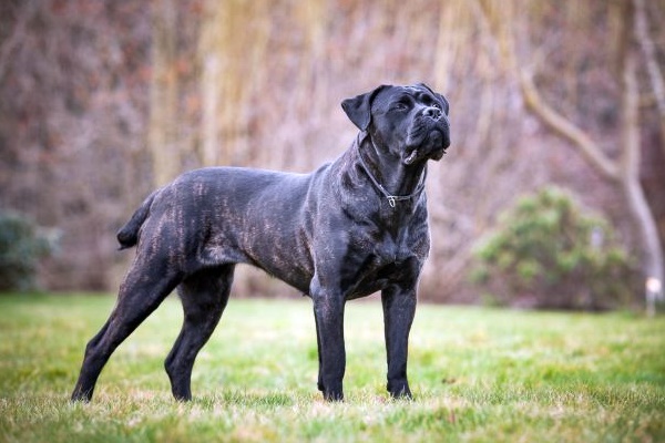 cane corso nero