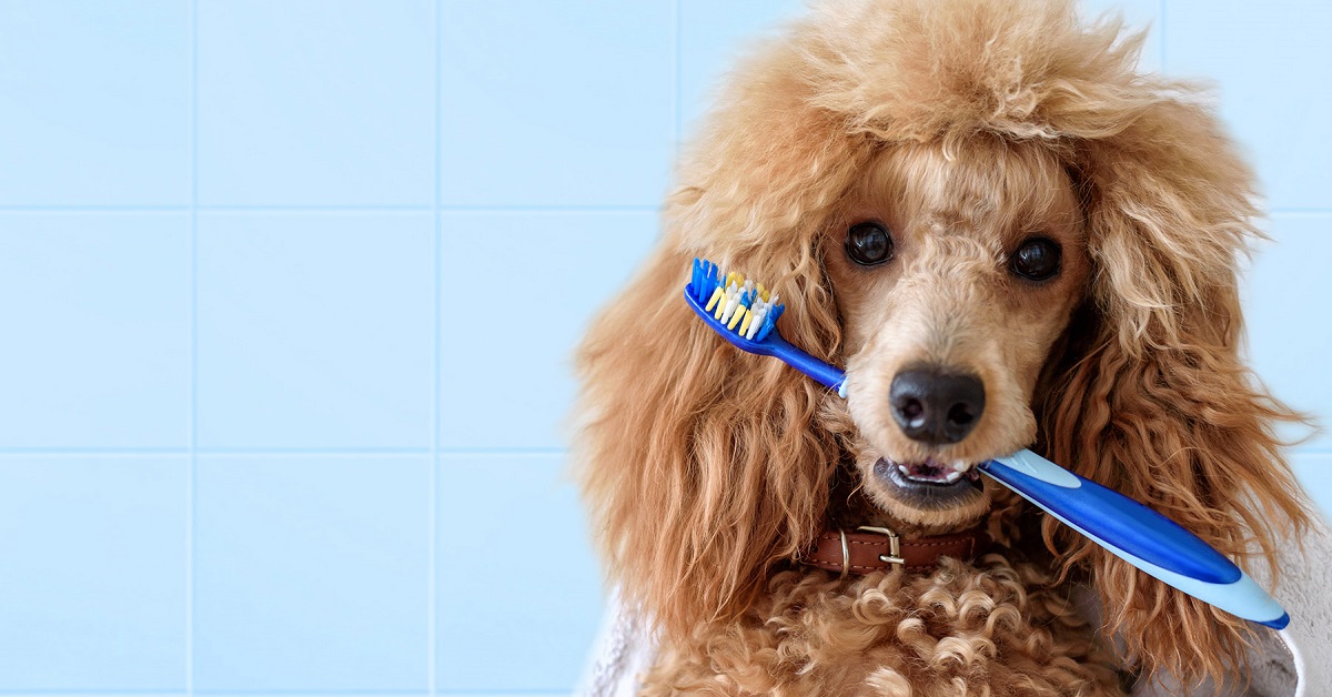 Quanti denti ha un cane? E come si chiamano?