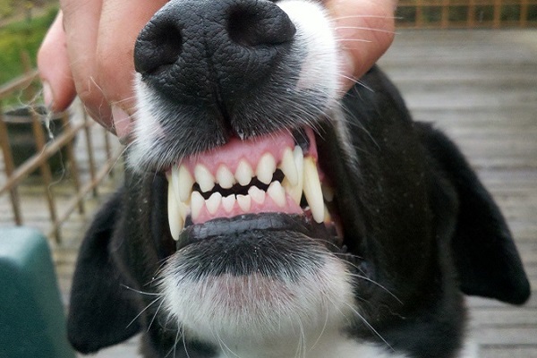 denti di un cane
