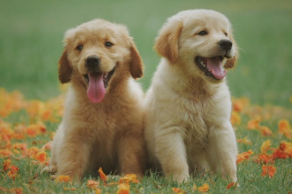 cuccioli di cane