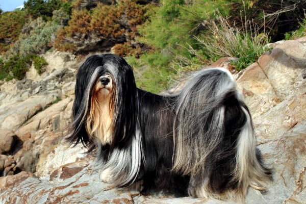 lhasa apso