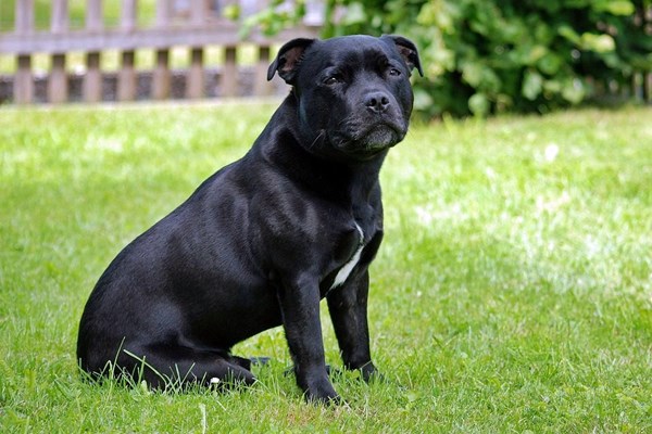 staffordshire bull terrier