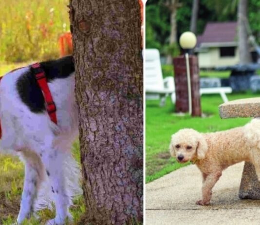 Cerco maschio da svuotare Cerco maschio da svuotare