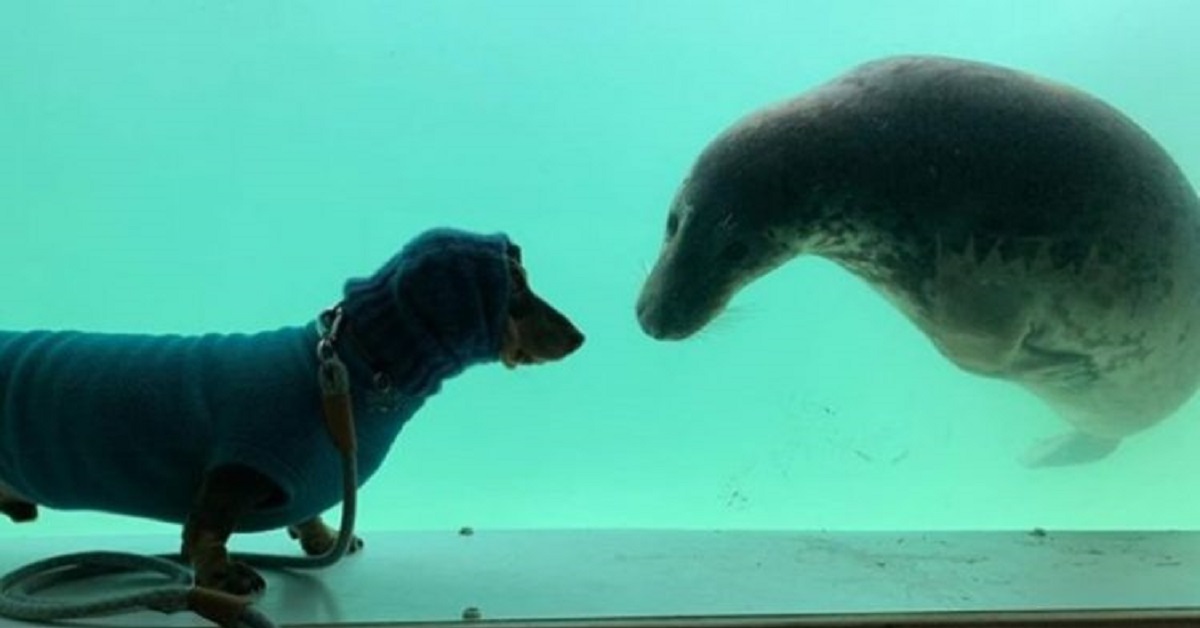 Un cane ed una foca stringono amicizia al primo incontro