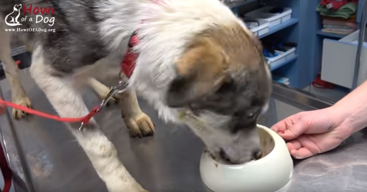 Cane affamato e infreddolito viene salvato: questa è la sua storia -VIDEO