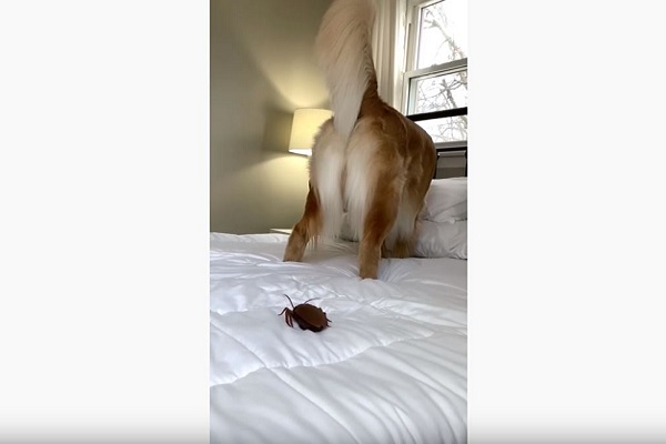 cane e scarafaggio su letto