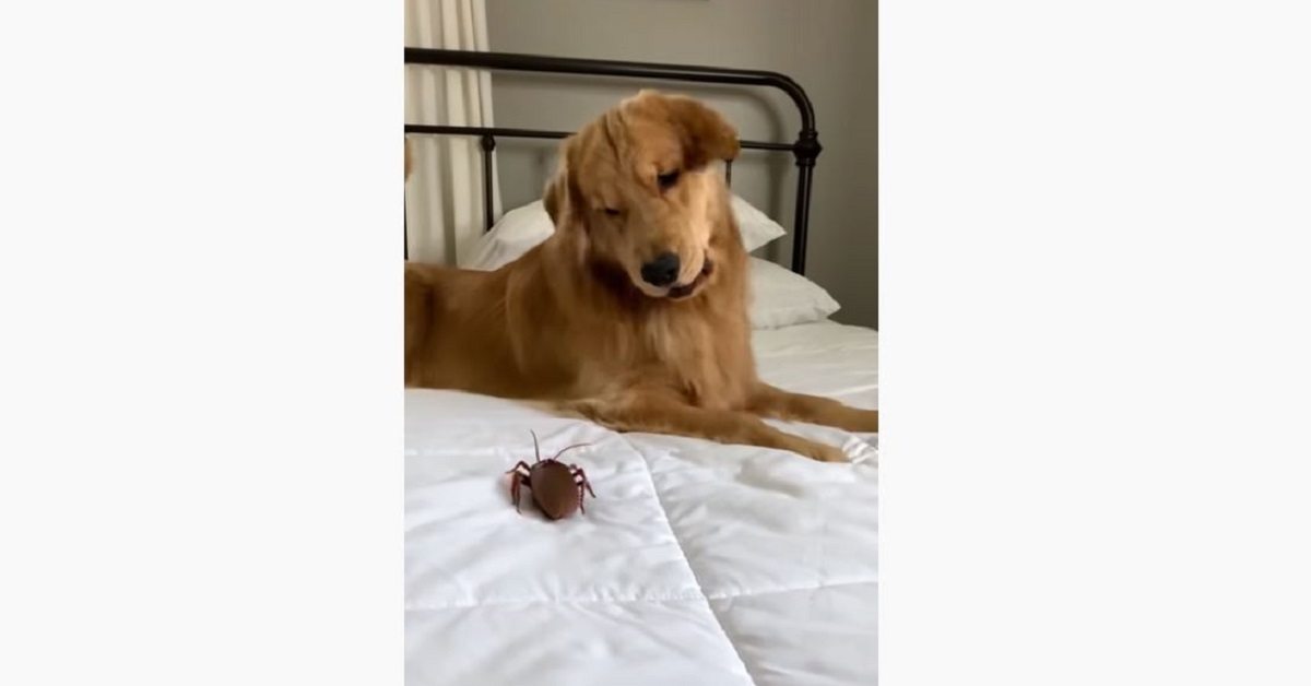 Cane affronta uno scarafaggio finto: la reazione è da ridere – VIDEO