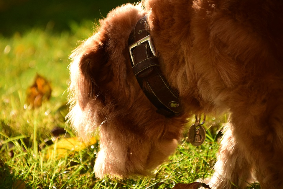 cane che esplora