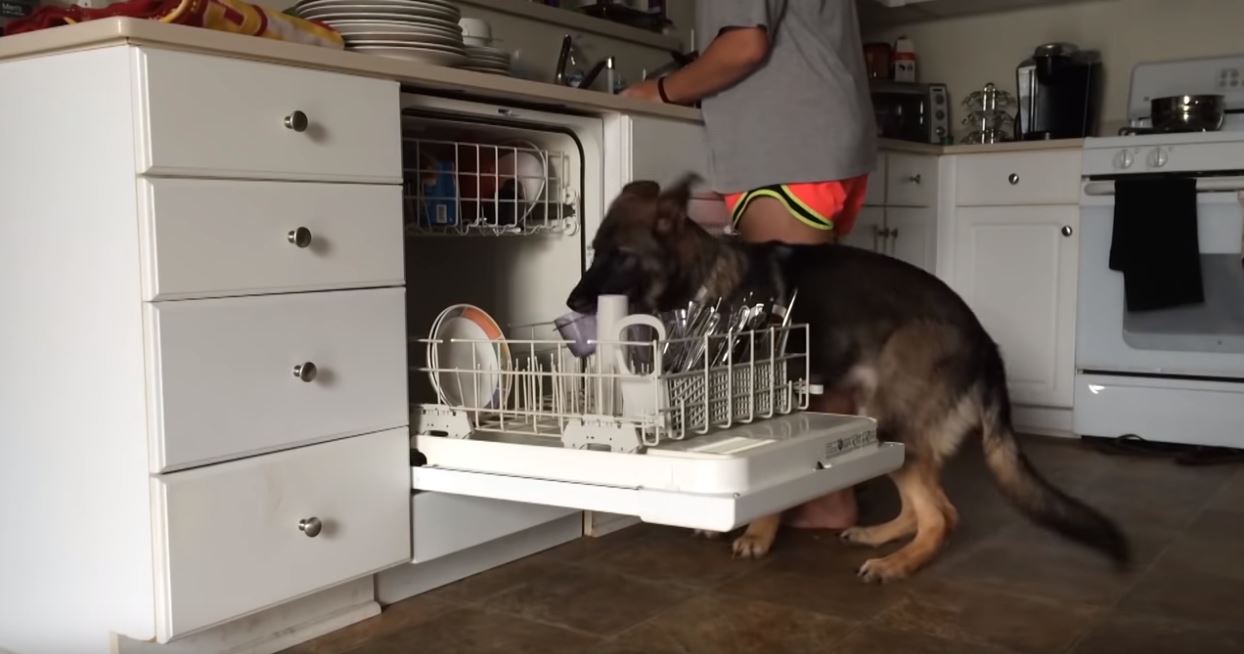 Il cane aiuta a lavare i piatti: il risultato è tutto da ridere – VIDEO