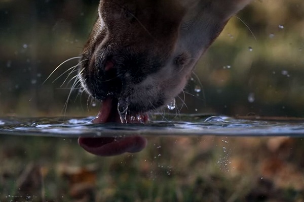 lingua arricciata del cane 