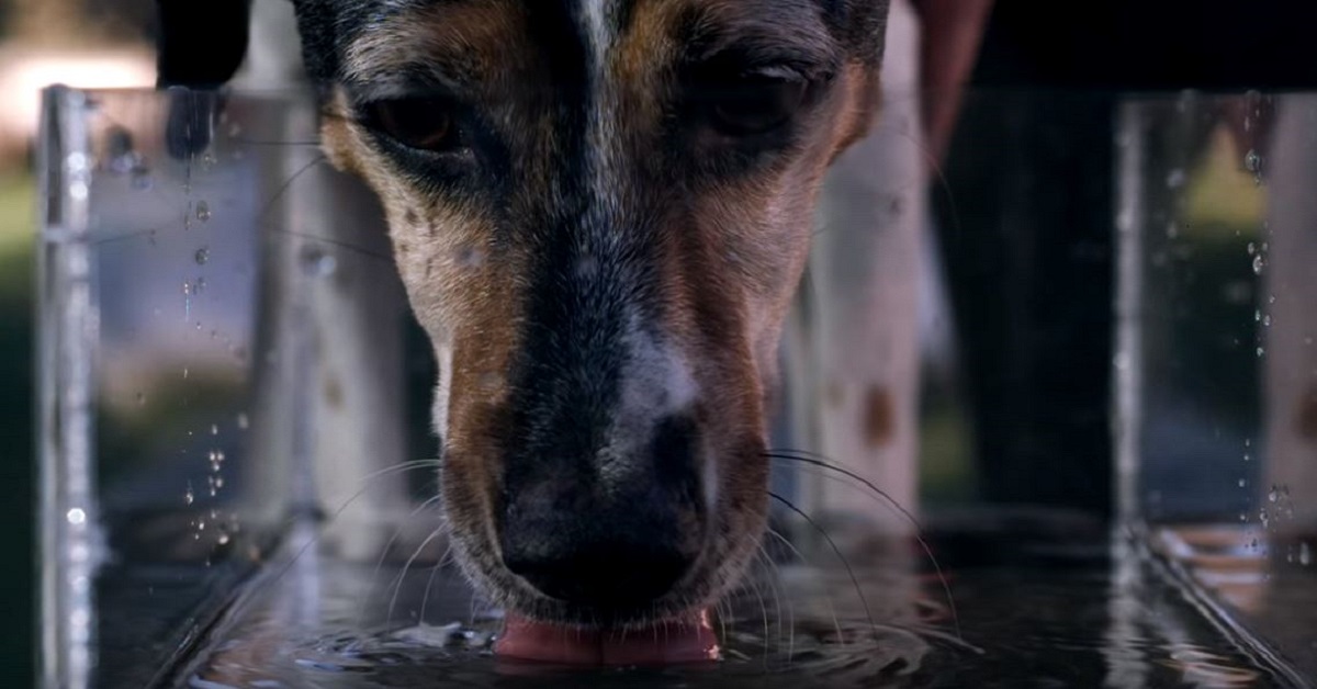 Cane che beve al rallentatore: le curiosità che volevi conoscere – VIDEO