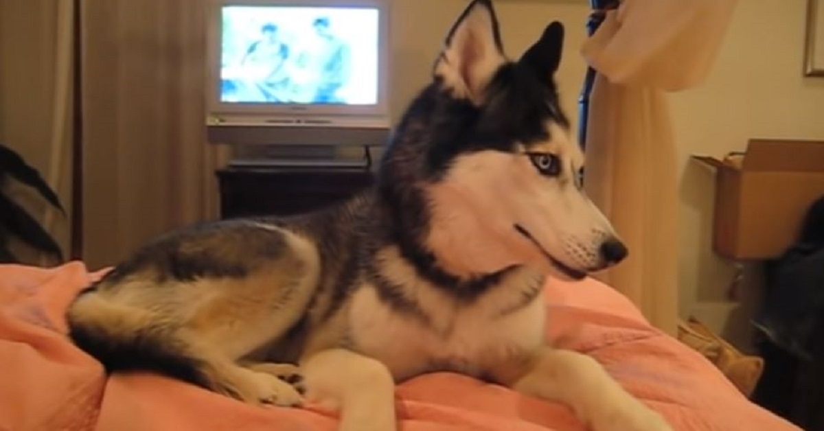 Cane dice I love you: l’husky che è diventato virale – VIDEO