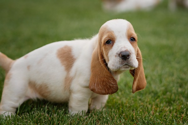 cucciolo di cane basset hound