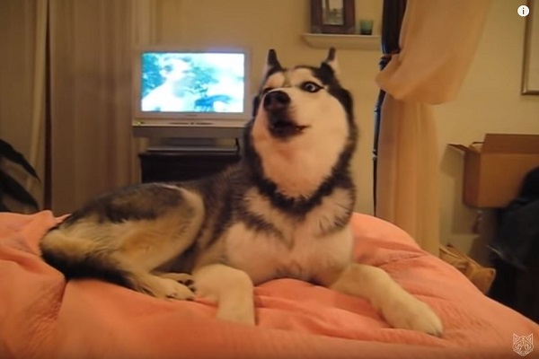 cane sul letto che ulula