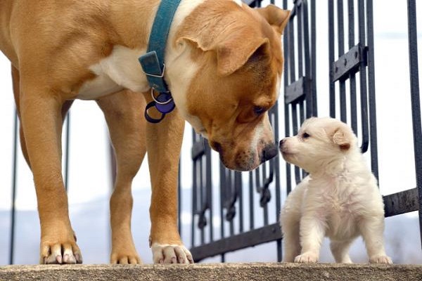 cane adulto annusa cucciolo