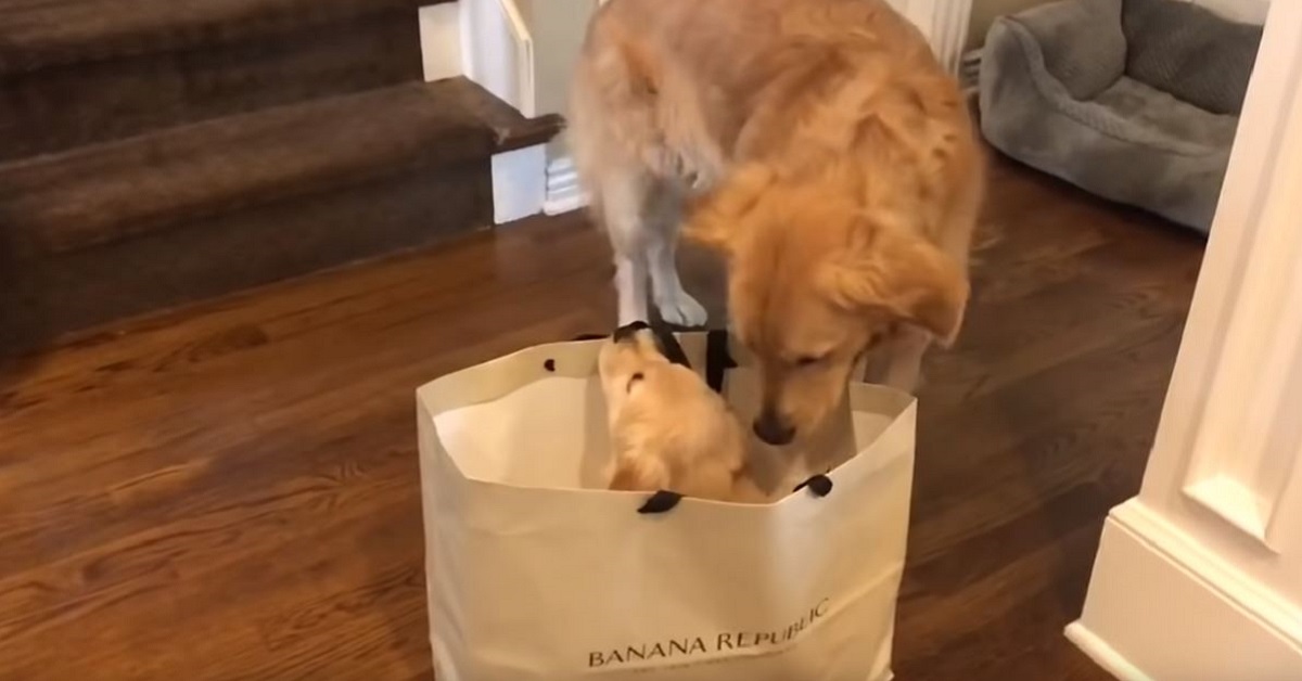 Cane incontra il nuovo cucciolo: la reazione è tenerissima – VIDEO