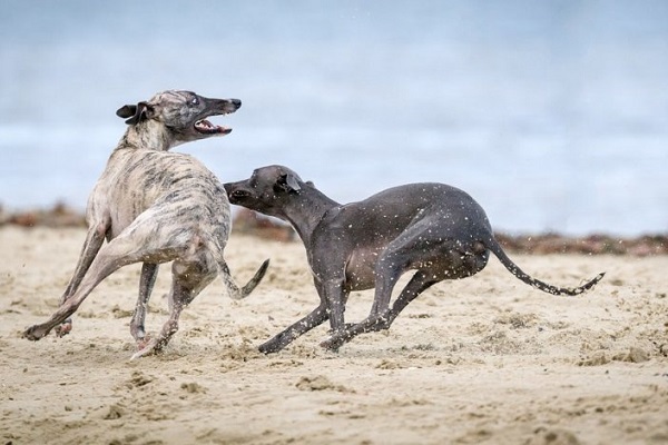 cani che si rincorrono in spiaggia