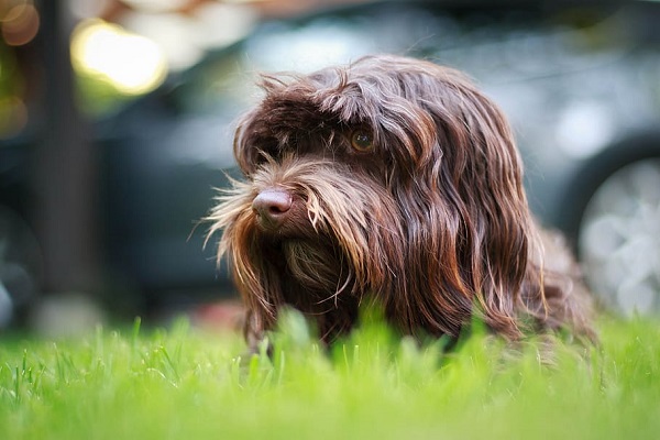 cane havanese