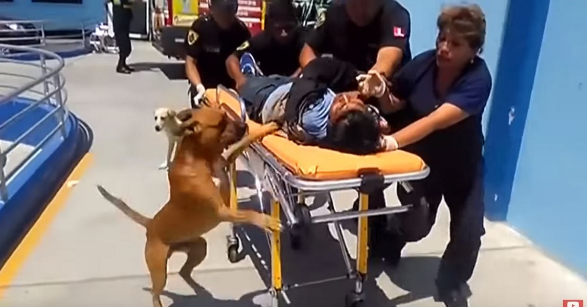 Cane rifiuta di abbandonare il suo padrone prima dell’intervento – VIDEO
