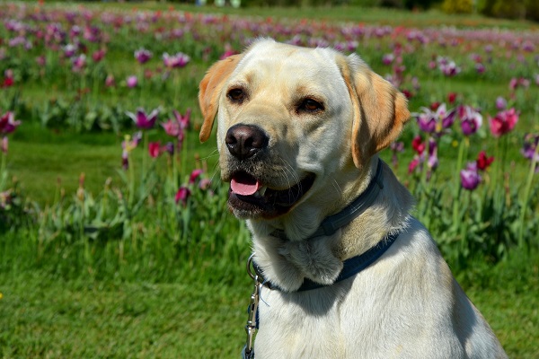 cane labrador 