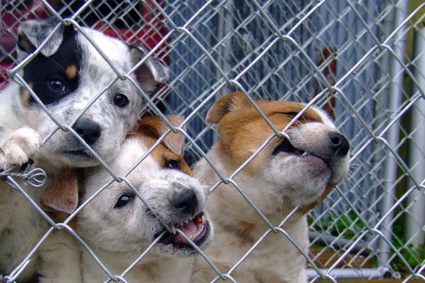 cuccioli di cane in canile