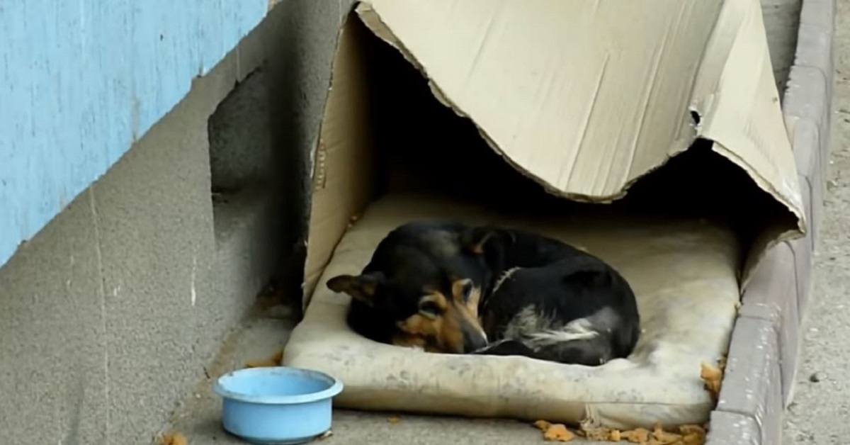 Cane viveva al freddo in una scatola di cartone: ecco com’è cambiato – VIDEO