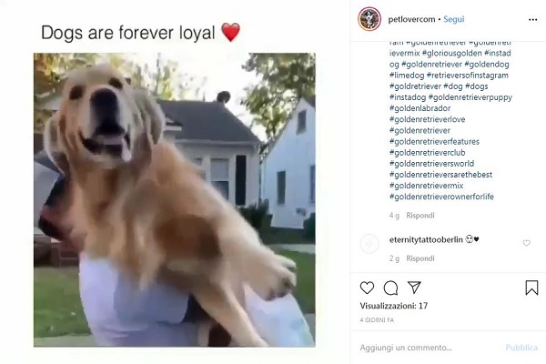golden retriever cane in braccio