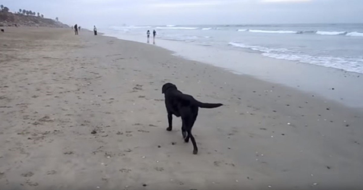 Cane di 12 anni vede la spiaggia per la prima volta: è tenerissimo – VIDEO