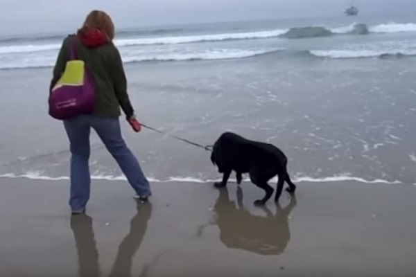 cane in spiaggia per la prima volta