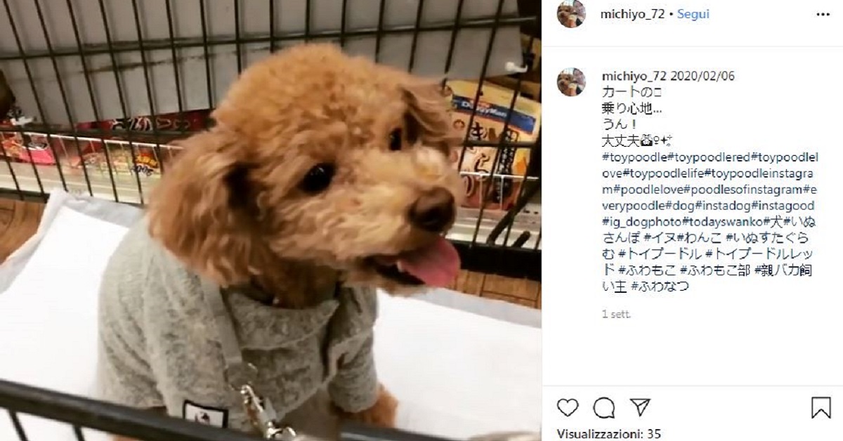 Cane nel carrello della spesa: la sua espressione è impagabile – VIDEO