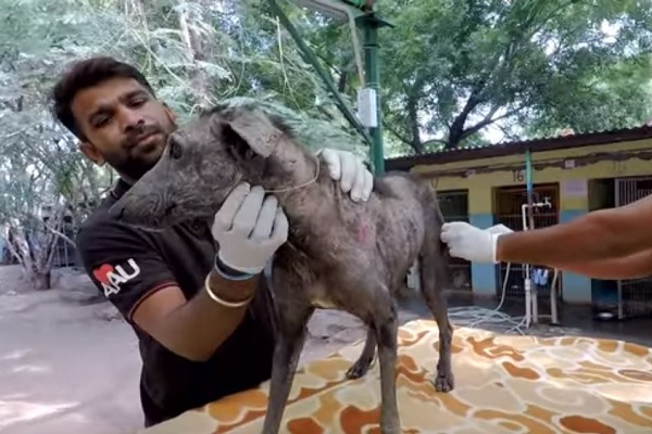 cane denutrito viene curato