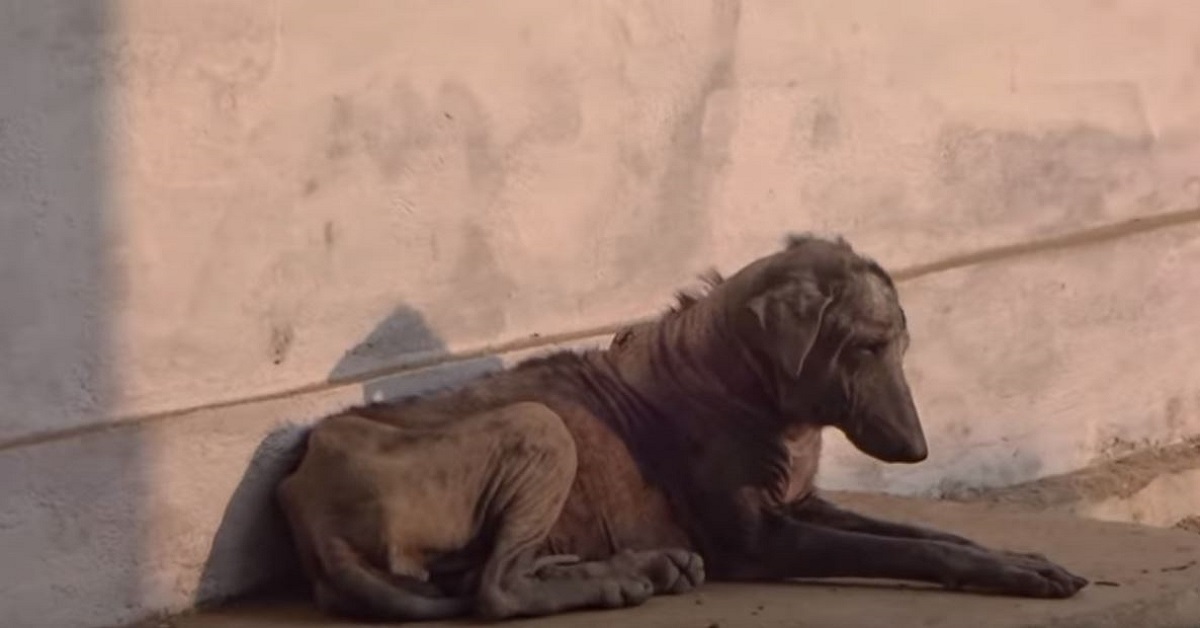 Cane salvato dalla strada rinasce: la storia è commovente – VIDEO