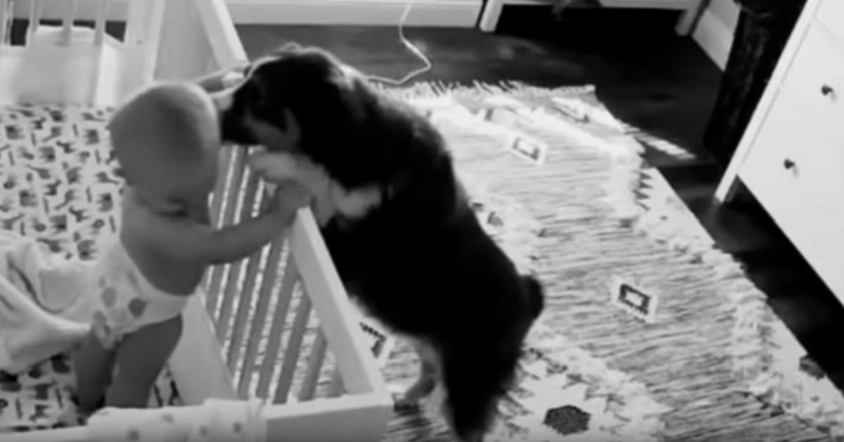 Cane sorpreso dalla webcam notturna a divertire il bambino – VIDEO
