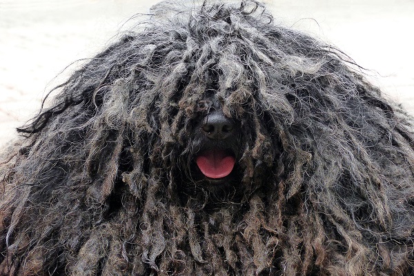 cane puli