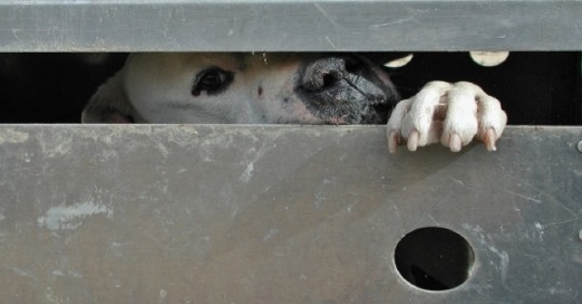 21 cani salvati dall’orribile incubo dei combattimenti illegali