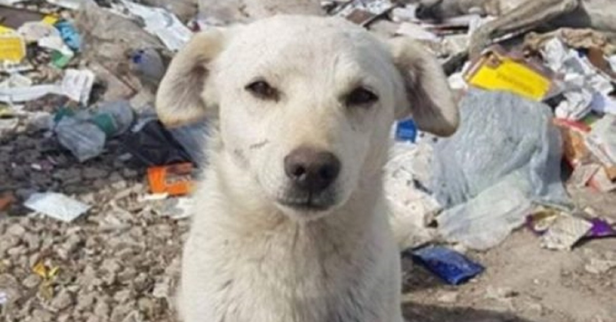 80 cani vivono nella discarica, la loro situazione è davvero critica (VIDEO)
