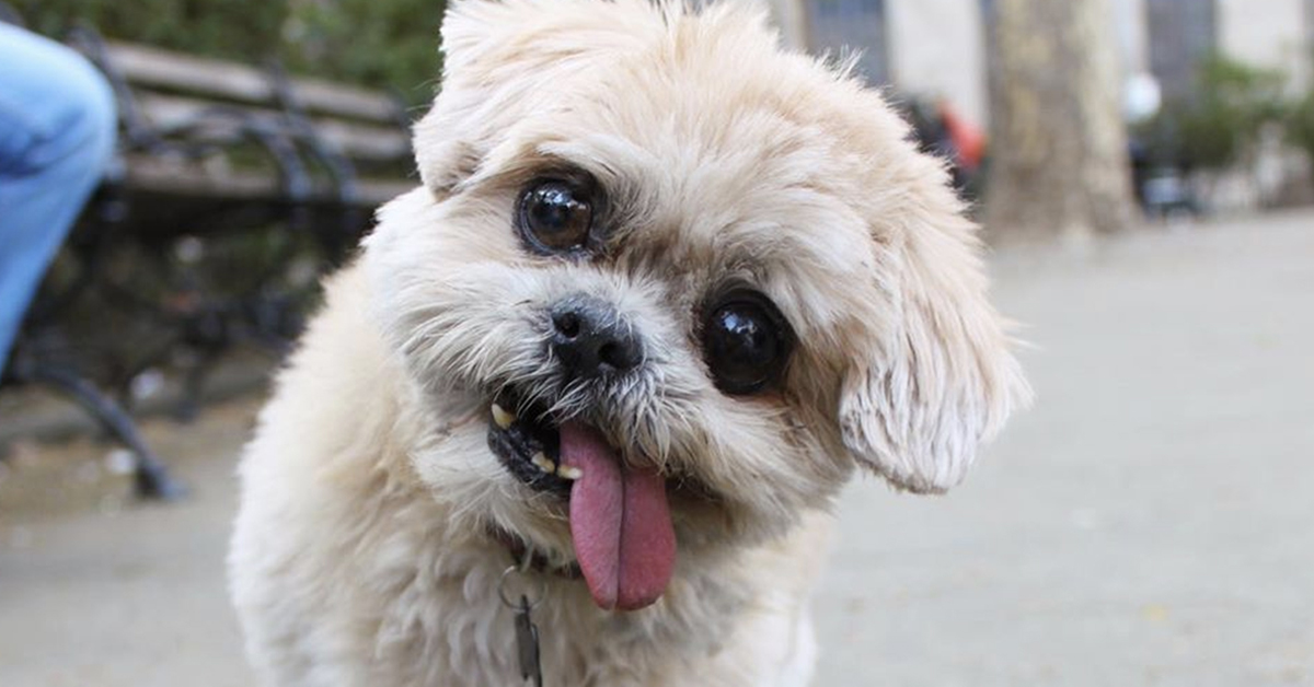 Addio a Marnie, la cagnolina Shih-Tzu star di Instagram