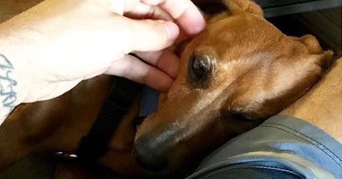 Addio a Piper, la cagnolina di Tiziano Ferro