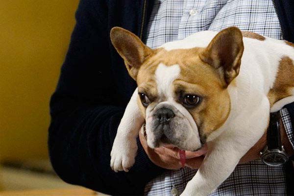 Cane di Modern Family