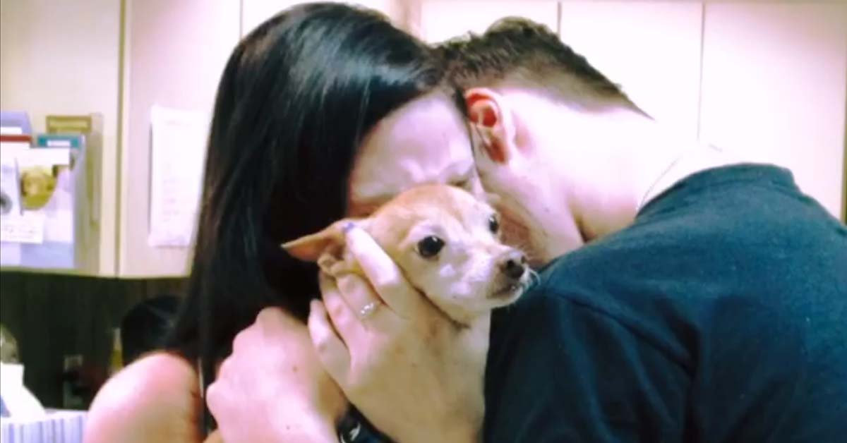 Alex, il Chihuahua che ha riabbracciato la sua famiglia dopo 6 anni (video)